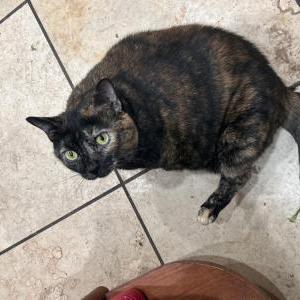 Image of Valentina, Lost Cat