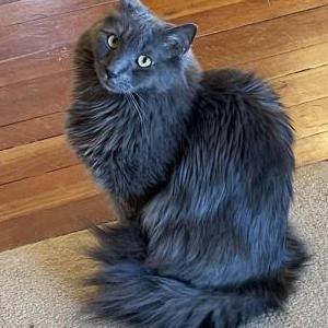 Image of Fluffy, Lost Cat