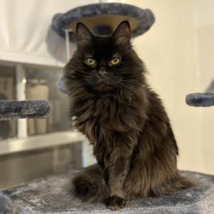 Image of Eevee, Lost Cat