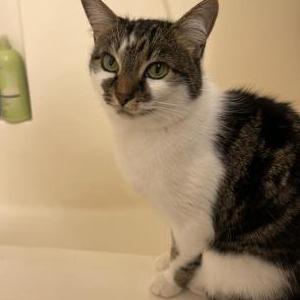 Image of Olive, Lost Cat