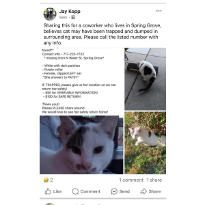 Image of Patsy, Lost Cat