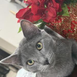 Lost Cat Bebe