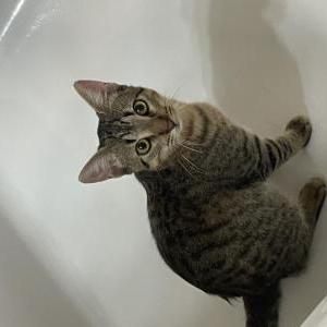 Lost Cat Brownie