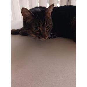 Image of Yu-Yu, Lost Cat