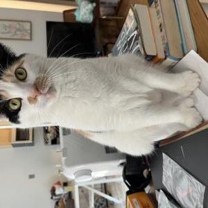 Image of Scout, Lost Cat