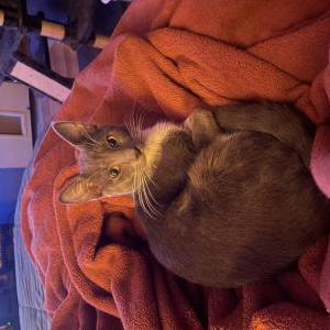 Image of Stinky, Lost Cat