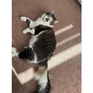 Lost Cat Nico