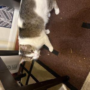 Lost Cat fluffy