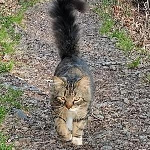 Image of Unknown, Found Cat
