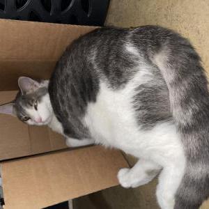 Image of Freak, Lost Cat