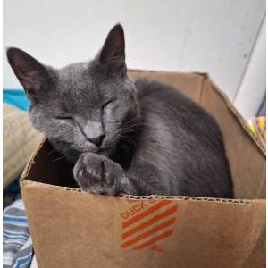 Lost Cat Glance