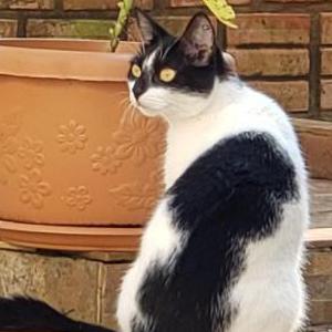 Image of Luna, Lost Cat