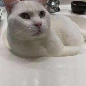 Lost Cat Barry White