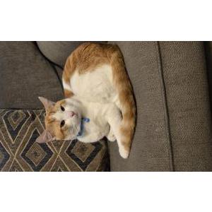 Lost Cat Salem