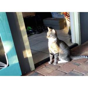 Lost Cat Slimmy