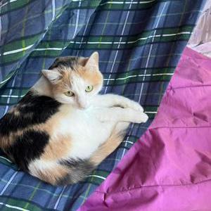 Lost Cat Ivy
