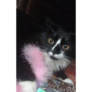 Lost Cat Cosette