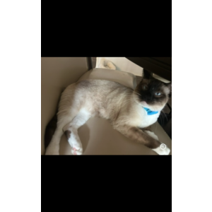 Lost Cat Simon
