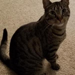Image of Tabby, Lost Cat