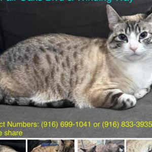 Image of Winter, Lost Cat