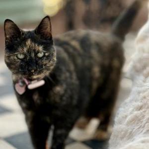 Lost Cat Bristol Kitty