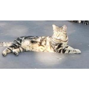 Image of Rapunzel, Lost Cat