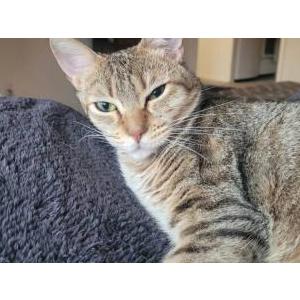 Lost Cat Smudge