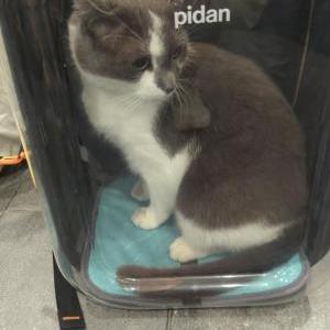 Image of Unknown, Found Cat