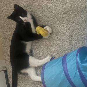 Lost Cat Prince