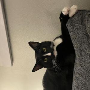 Lost Cat Jack