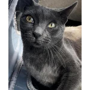 Lost Cat Luna