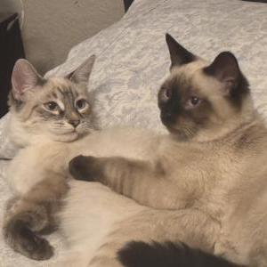 Image of Gus, Lost Cat