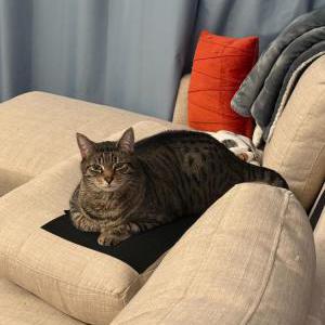 Image of Levi, Lost Cat