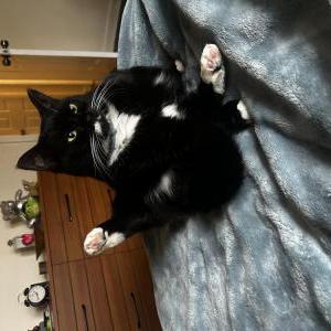 Image of Elfie/ Bubbas, Lost Cat