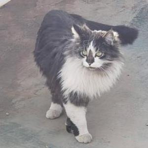 Image of Oreo, Lost Cat