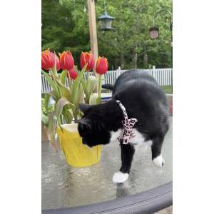 Lost Cat Lyla/kee