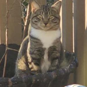 Lost Cat Ruby