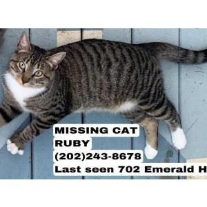 2nd Image of Ruby, Lost Cat