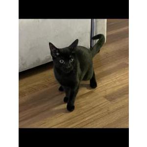 Lost Cat Luna