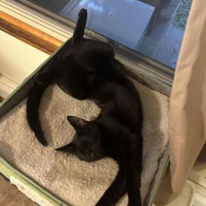 Lost Cat Momo