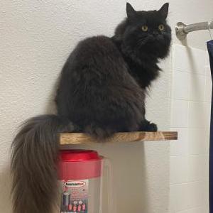 Image of Rainbowdash, Lost Cat