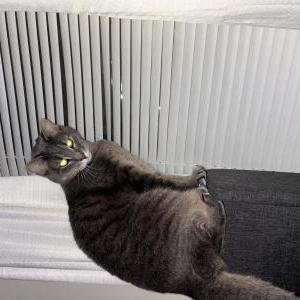 Lost Cat Honcho