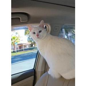Image of Moti, Lost Cat