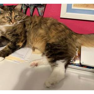 Lost Cat Cricket