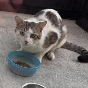 Found Cat Unknown