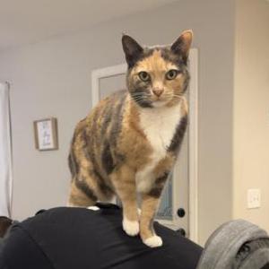 Image of Lily, Lost Cat