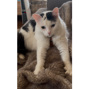 Image of Francine, Lost Cat