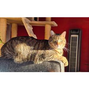 Lost Cat Chiya
