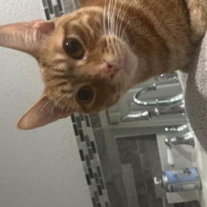 Lost Cat Ginger