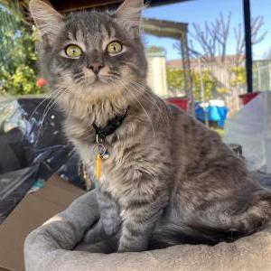 Image of Topsy, Lost Cat